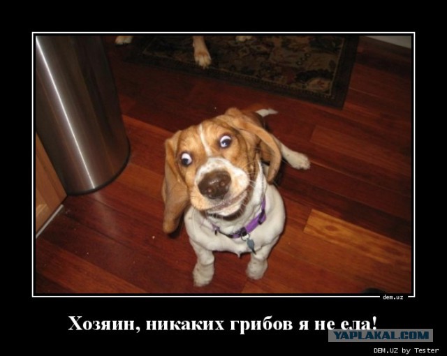 Любимая ГРИБОСРЕДА – опять нас радует всегда!