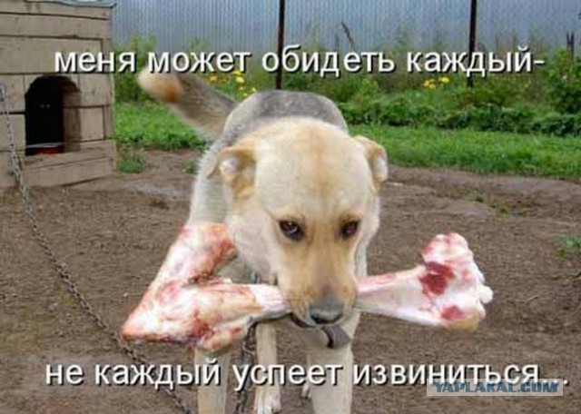 Ну и где хавчик, я спрашиваю?