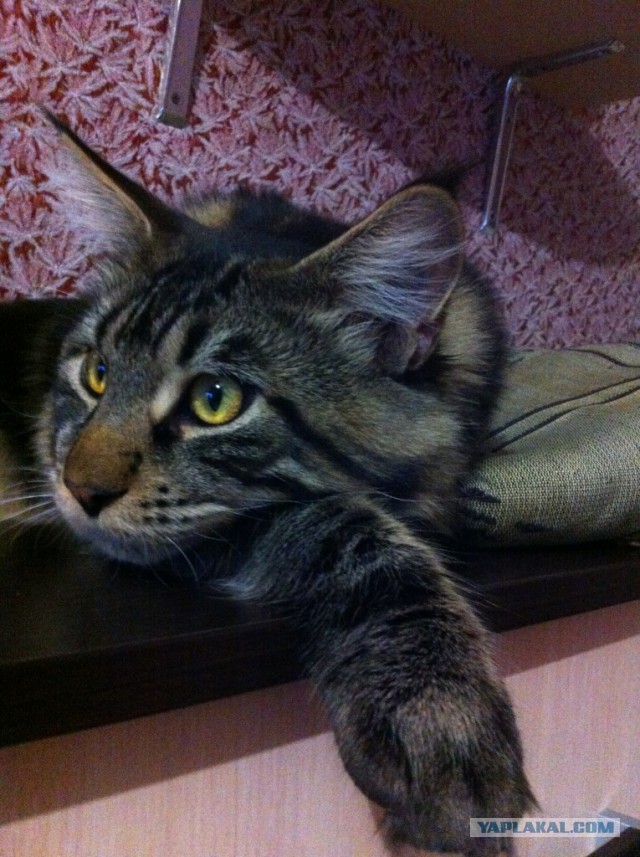 Котовторник