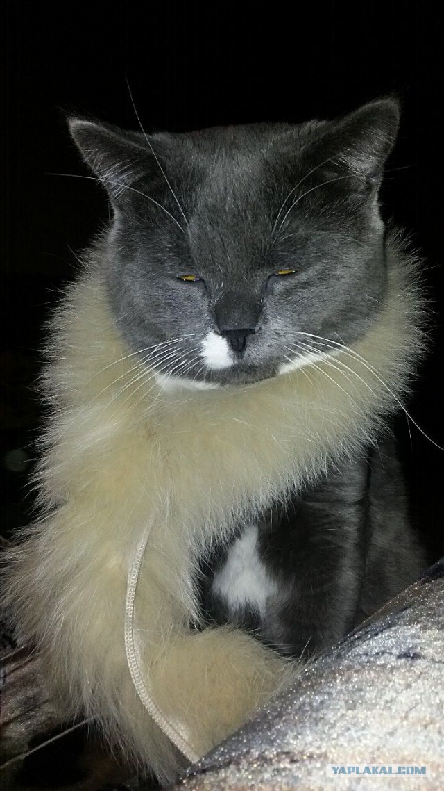 Котовторник 16.06.2015., Котовторник наступил!