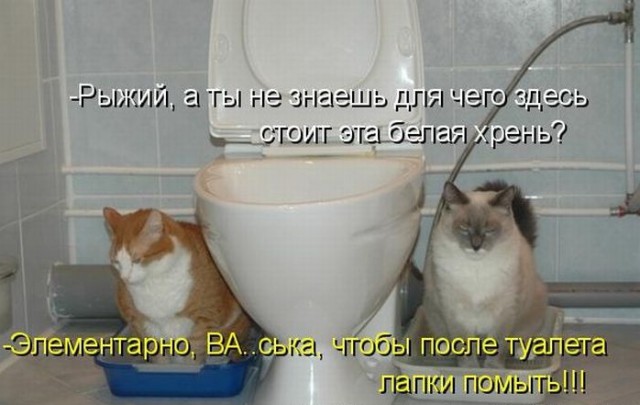 Забавные картинки из Сети