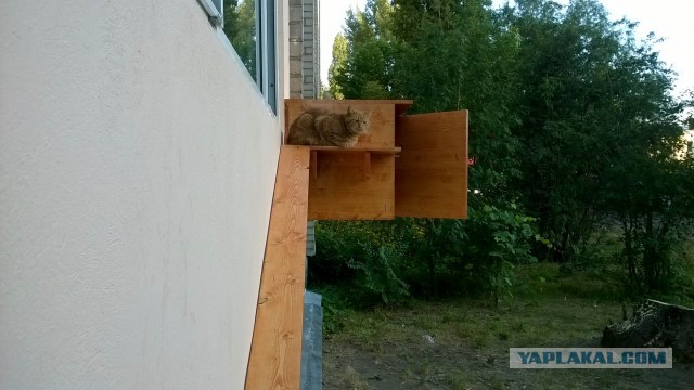 Запиливание балкона, терем для котов и "ежи".