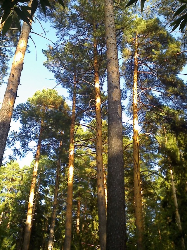 Небольшая дверь в Лето!