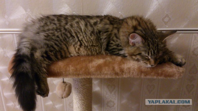 Котовторник 25.08.2015