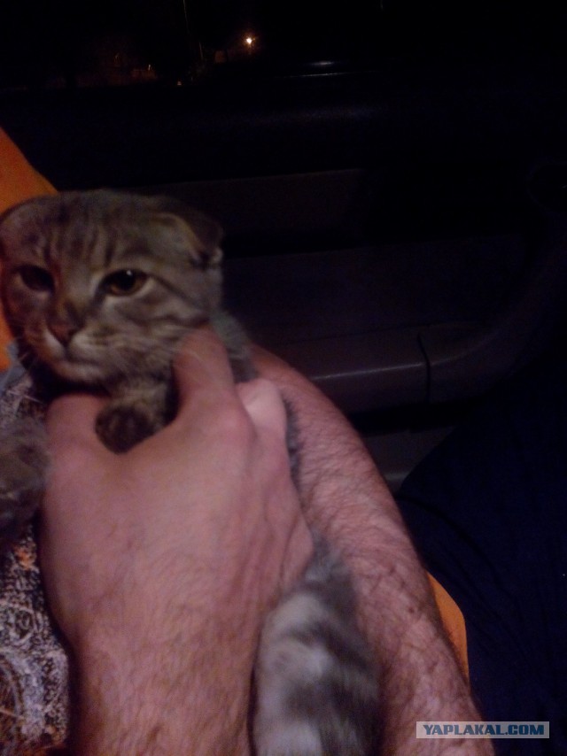Котовторник 06.10.2015
