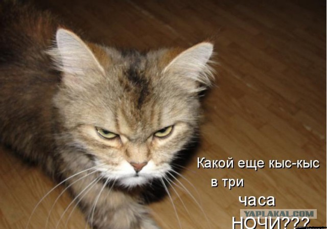 Подборка веселых картинок