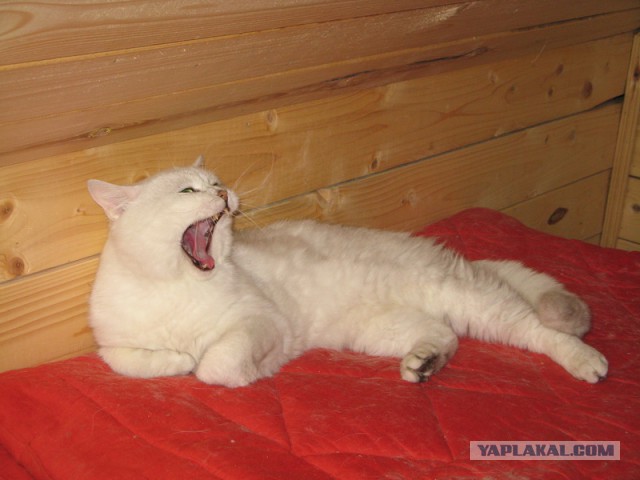 Котовторник 16.06.2015., Котовторник наступил!