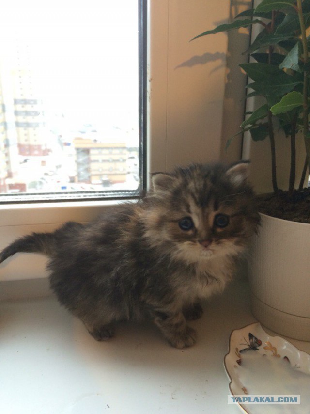 Котовторник 17.11.2015