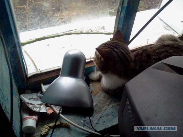 Котовторник 17.11.2015