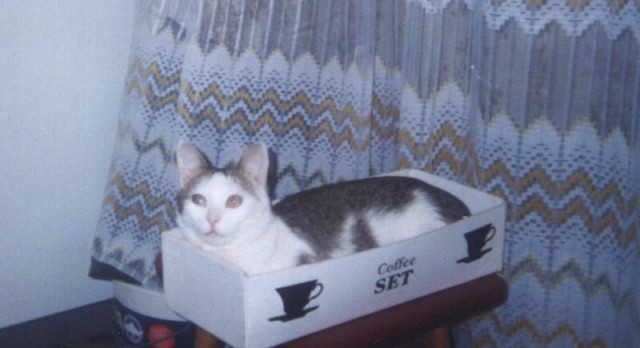 Коты, кошки, котята