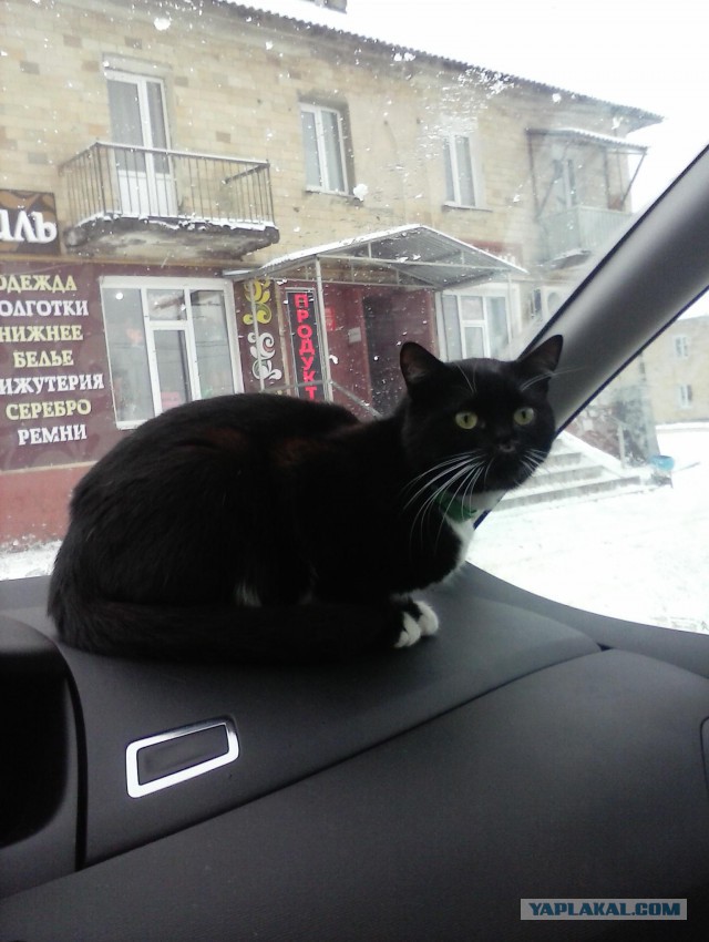История одного котенка