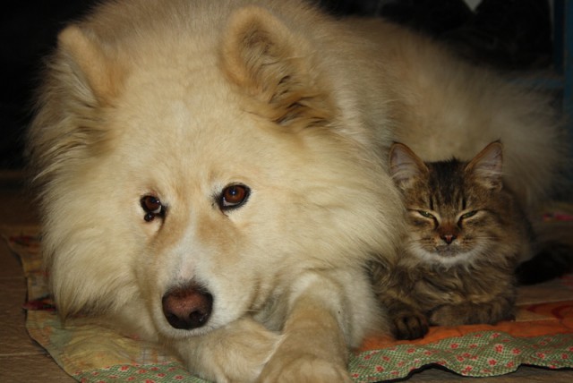 Котовторник 19.01.2016