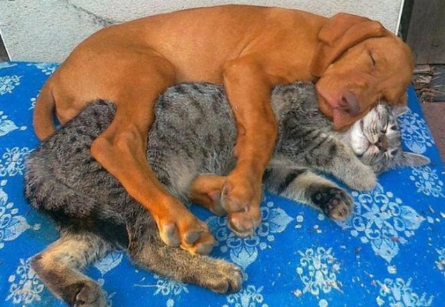 Скотинки - Животинки