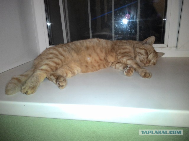 Котовторник