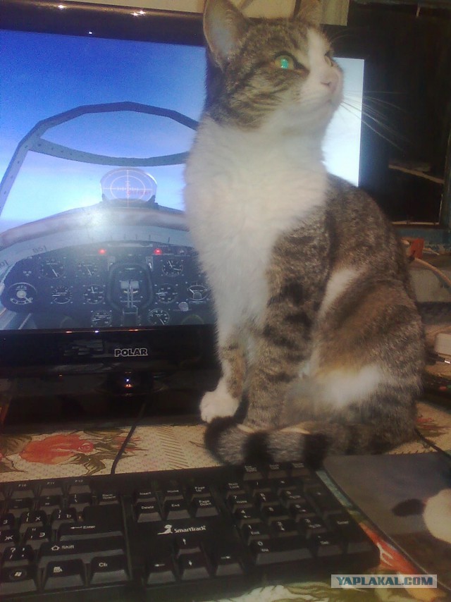 Котовторник 16.02.16