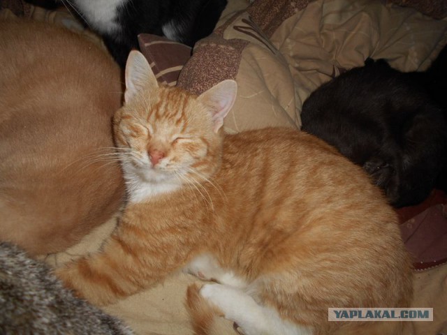 Жизнь домашнего приюта для котеек 101