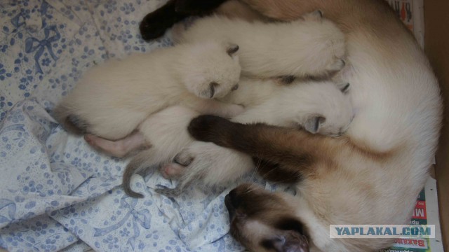 Интересные факты о сиамских кошках