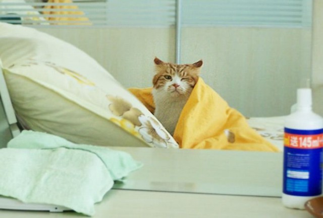 Демы к котовторнику!