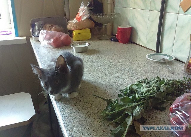 Котовторник 30.08.2016