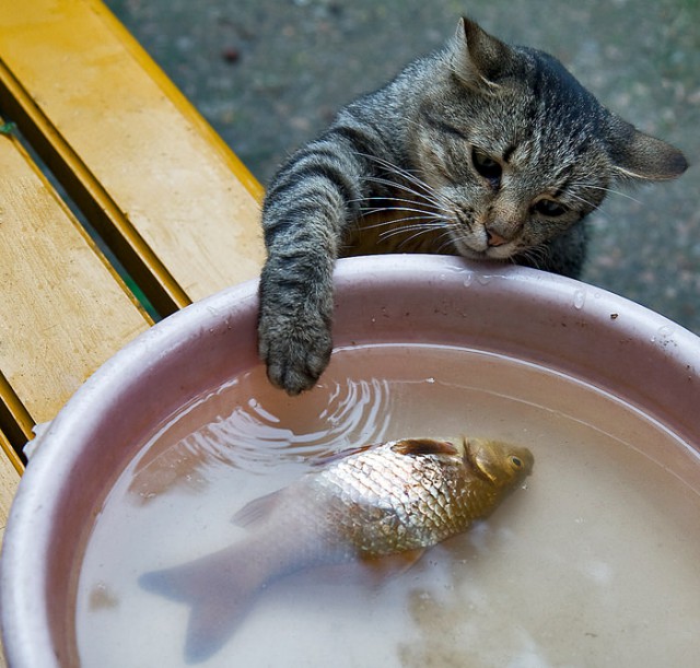 Коты из сети
