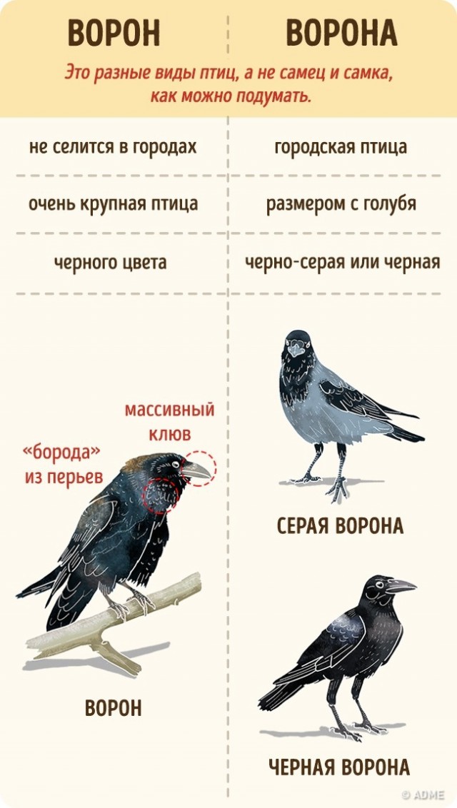 Простейшие вещи, которые мы путаем еще со школы.