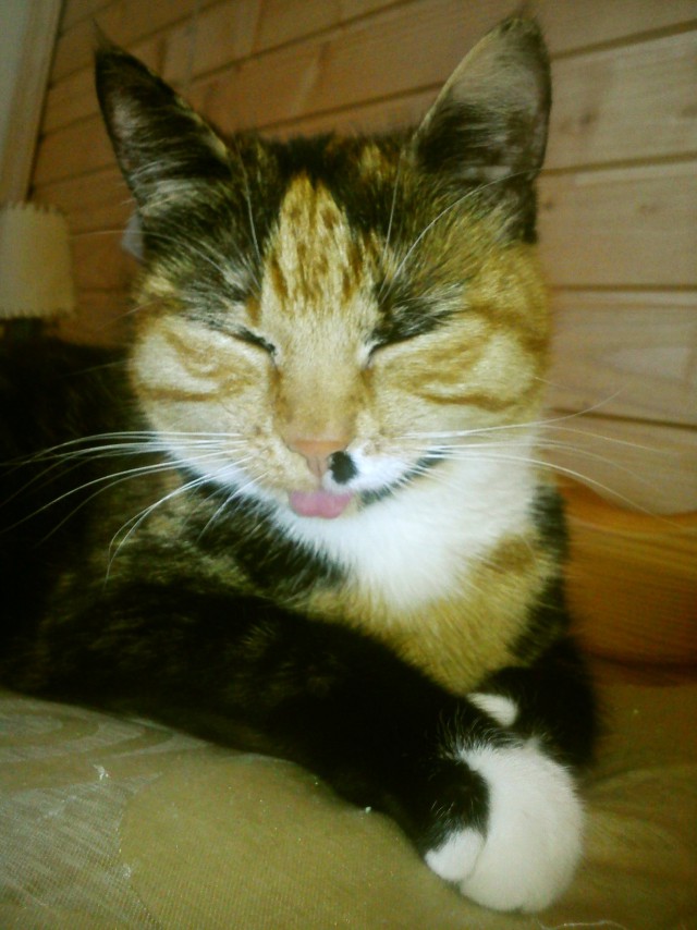 Коты и Кошки