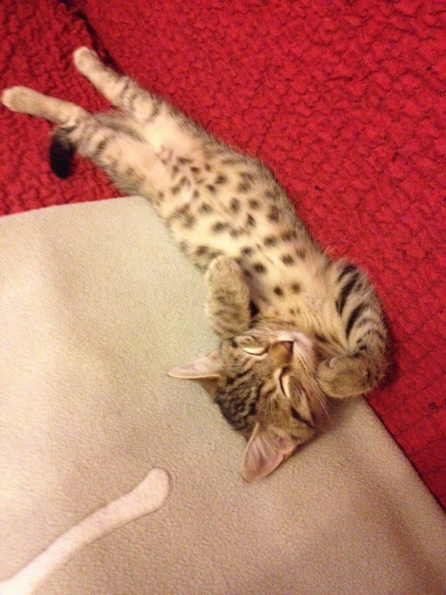 Коты и Кошки