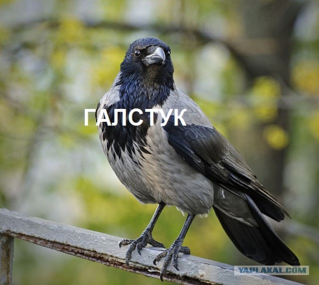 Пневманутые есть?