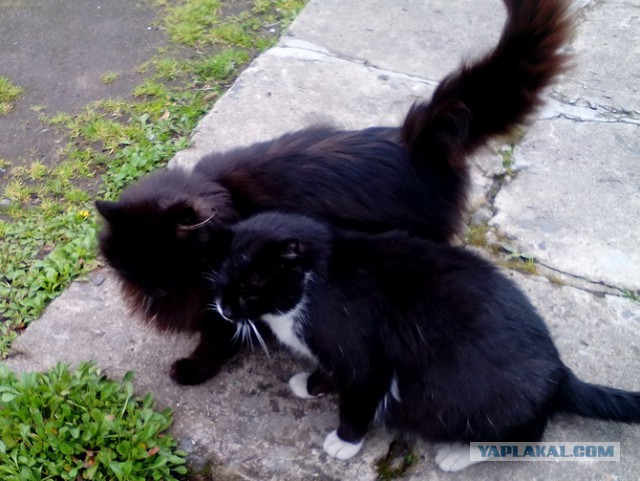 Котовторник 29.08.2017