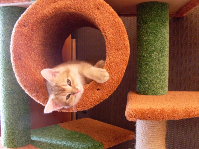 Коты и Кошки