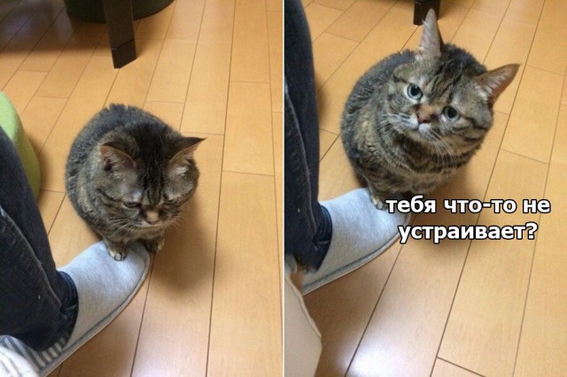 Коты и Кошки