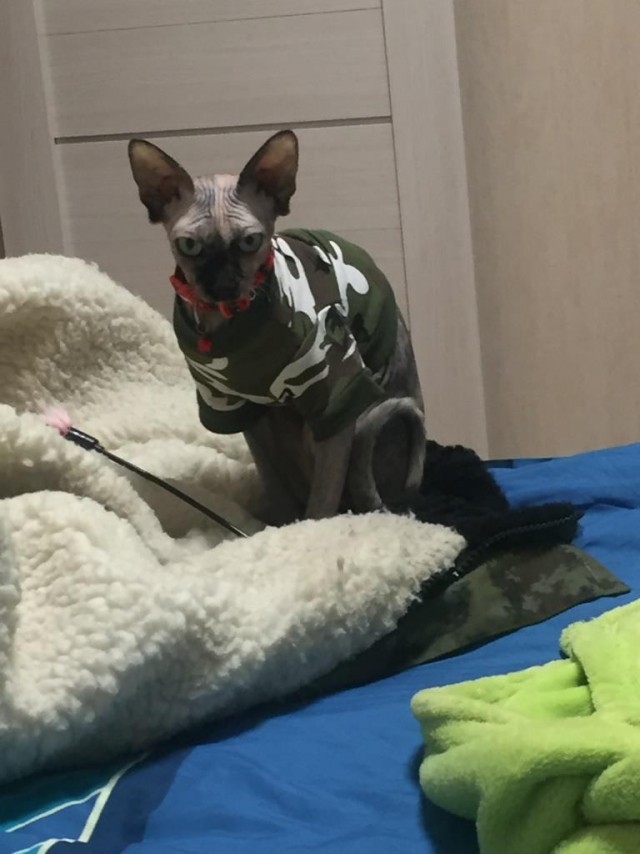 Котовторник  05.12.2017