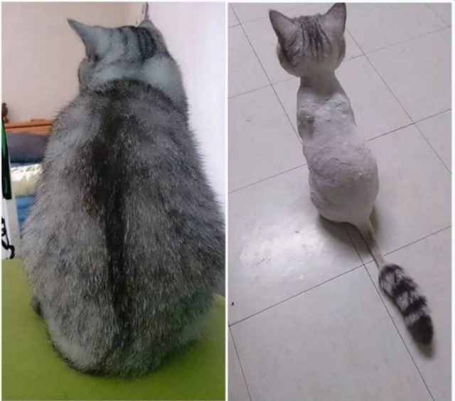 Прикольных котов пост