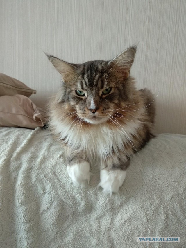 А не открыть бы нам котовторник 03.04.2018