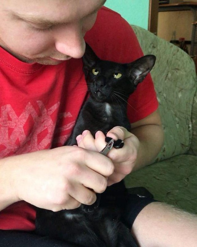 Фотобомбы котов