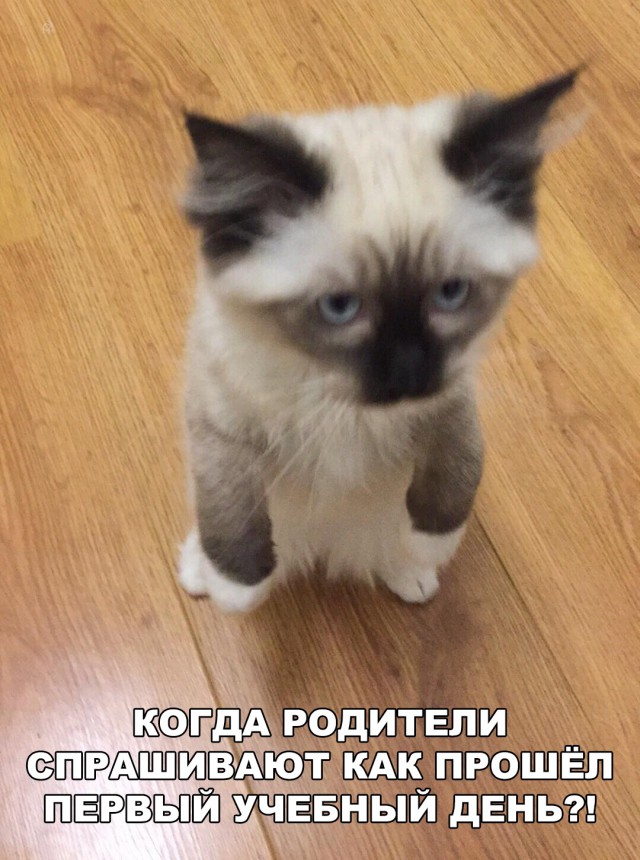 Немного милоты