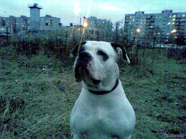 Что выросло, то выросло. Собакочетверг!