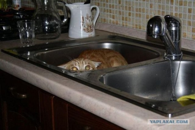 Котовторник объявляется открытым!