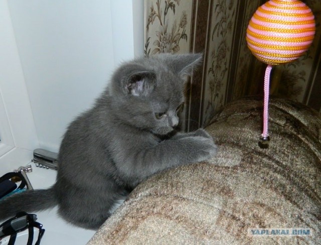 Котовторник! 08.11.11