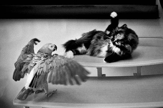 Котовторник 20.03.2012