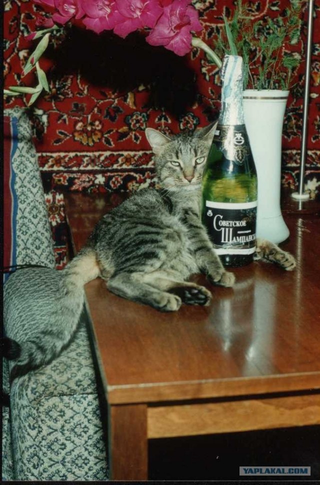 Котовторник  от 3.04.2012