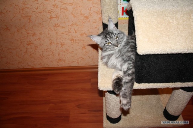 Котовторник  28.08.12