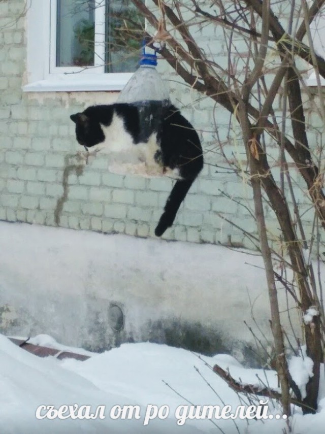 Забавные фото котеек