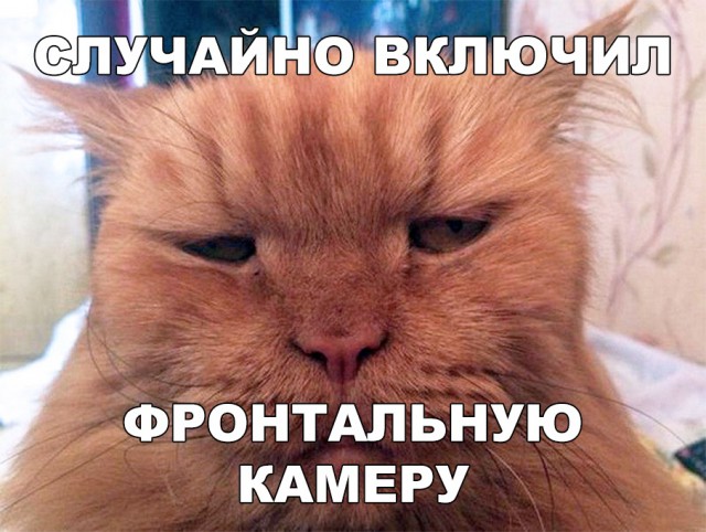 Забавные фото котеек