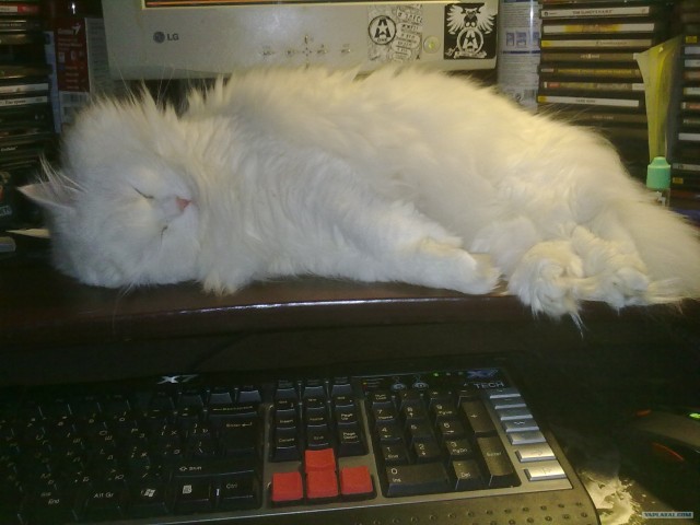 Котовторник 30.10.2012