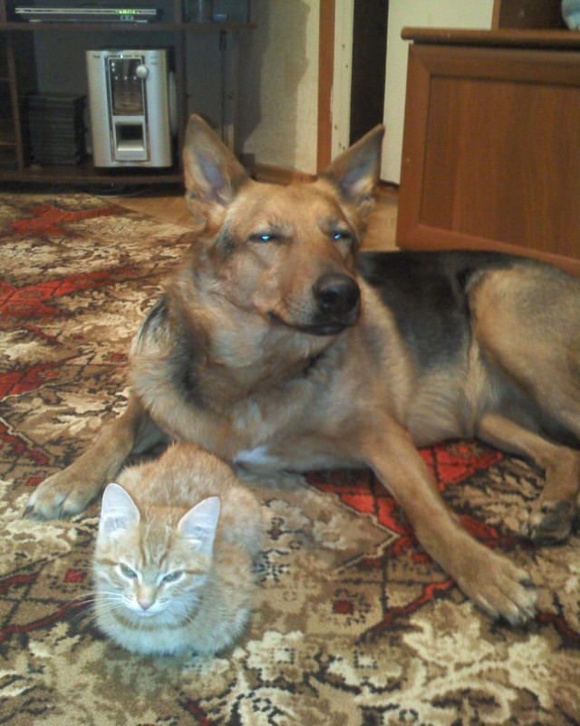 Уже не котовторник, но еще и не собакочетверг