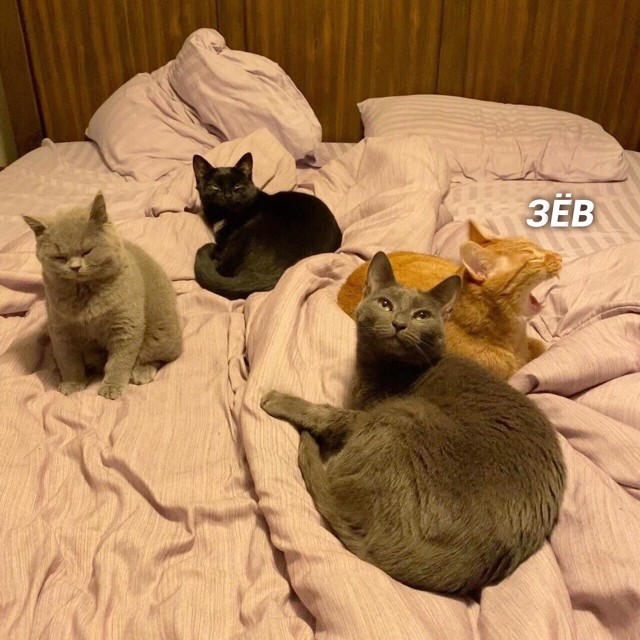 Забавные фото котеек