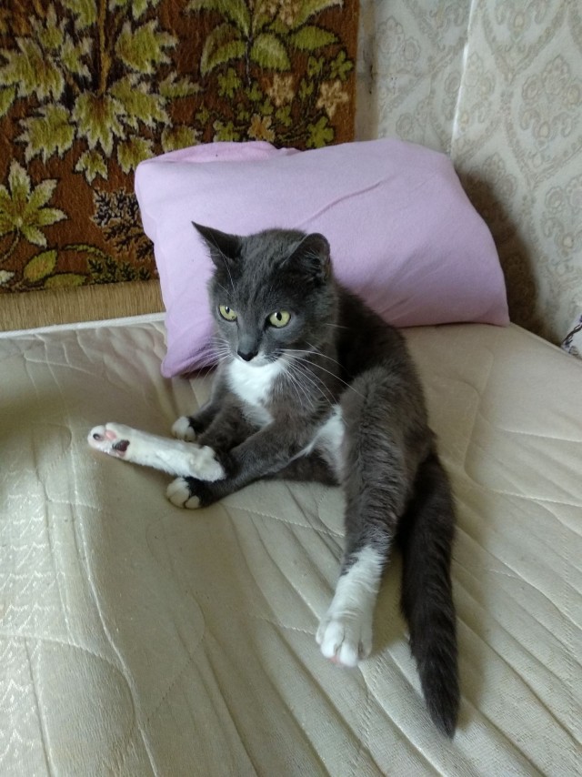 Забавные картинки с котами из сети