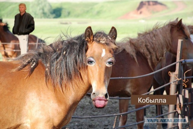 Фотожаба: Ксюша Собчак