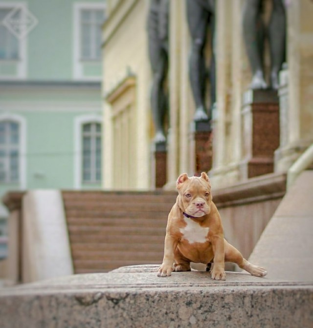 Зверушки